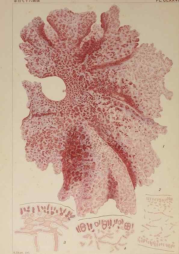 Reproducción/Reproduction 9935825876: Icones of Japanese algae.. Tokyo,Kazamashobo[1907-1942]