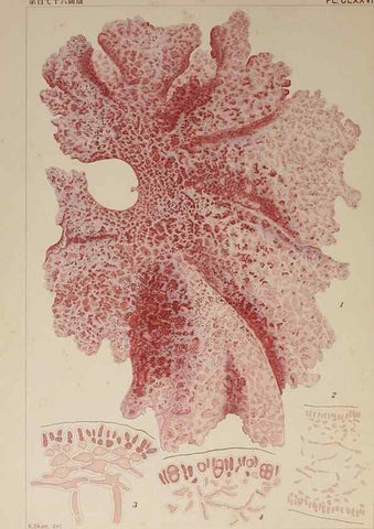Reproducción/Reproduction 9935825876: Icones of Japanese algae.. Tokyo,Kazamashobo[1907-1942]