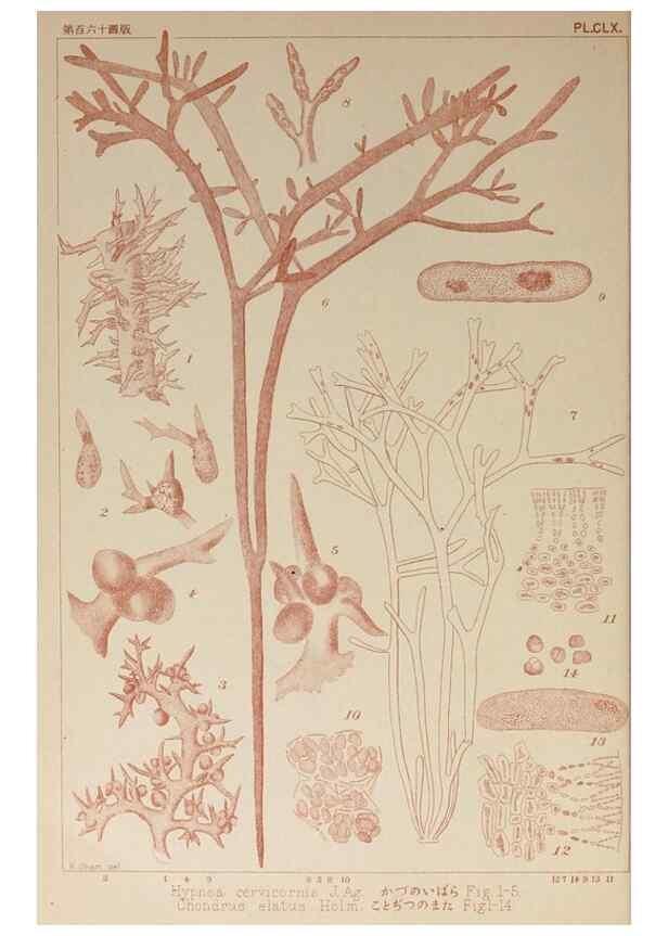 Reproducción/Reproduction 9935762874: Icones of Japanese algae.. Tokyo,Kazamashobo[1907-1942]