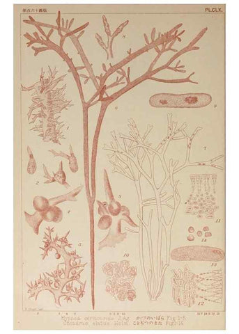 Reproducción/Reproduction 9935762874: Icones of Japanese algae.. Tokyo,Kazamashobo[1907-1942]