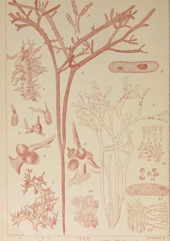 Reproducción/Reproduction 9935762874: Icones of Japanese algae.. Tokyo,Kazamashobo[1907-1942]