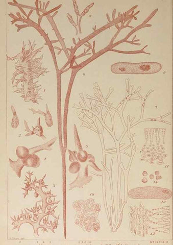 Reproducción/Reproduction 9935762874: Icones of Japanese algae.. Tokyo,Kazamashobo[1907-1942]