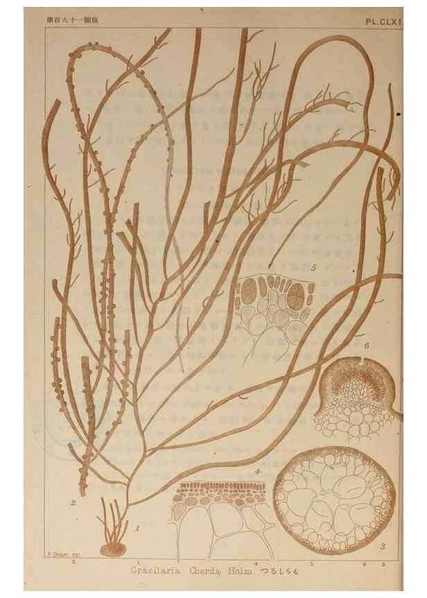 Reproducción/Reproduction 9935730635: Icones of Japanese algae.. Tokyo,Kazamashobo[1907-1942]
