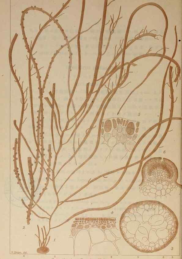 Reproducción/Reproduction 9935730635: Icones of Japanese algae.. Tokyo,Kazamashobo[1907-1942]