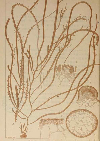 Reproducción/Reproduction 9935730635: Icones of Japanese algae.. Tokyo,Kazamashobo[1907-1942]
