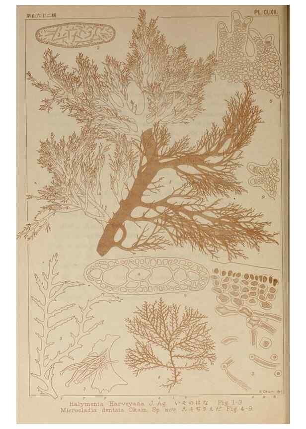 Reproducción/Reproduction 9935868863: Icones of Japanese algae.. Tokyo,Kazamashobo[1907-1942]