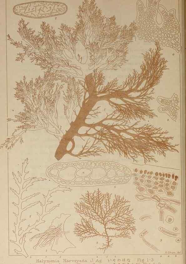 Reproducción/Reproduction 9935868863: Icones of Japanese algae.. Tokyo,Kazamashobo[1907-1942]