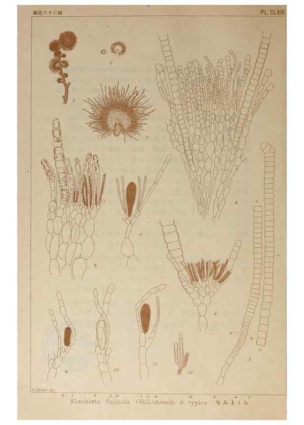 Reproducción/Reproduction 9935781464: Icones of Japanese algae.. Tokyo,Kazamashobo[1907-1942]