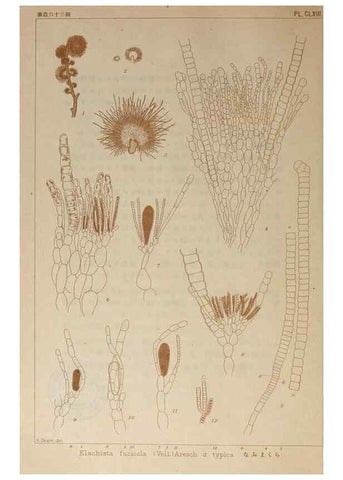 Reproducción/Reproduction 9935781464: Icones of Japanese algae.. Tokyo,Kazamashobo[1907-1942]