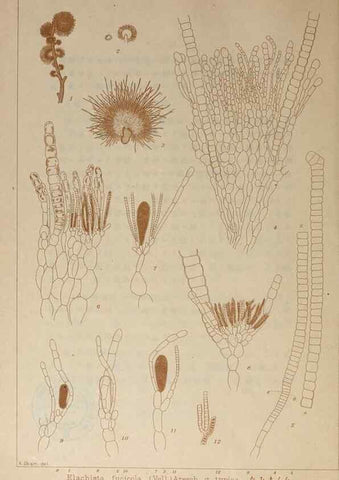 Reproducción/Reproduction 9935781464: Icones of Japanese algae.. Tokyo,Kazamashobo[1907-1942]