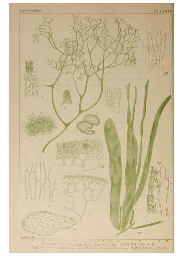 Reproducción/Reproduction 9935882073: Icones of Japanese algae.. Tokyo,Kazamashobo[1907-1942]