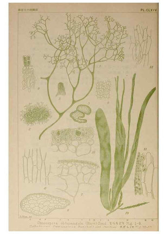 Reproducción/Reproduction 9935882073: Icones of Japanese algae.. Tokyo,Kazamashobo[1907-1942]