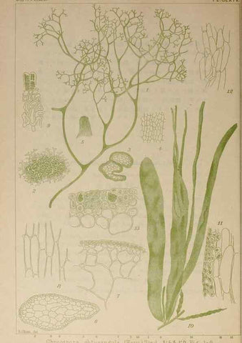 Reproducción/Reproduction 9935882073: Icones of Japanese algae.. Tokyo,Kazamashobo[1907-1942]