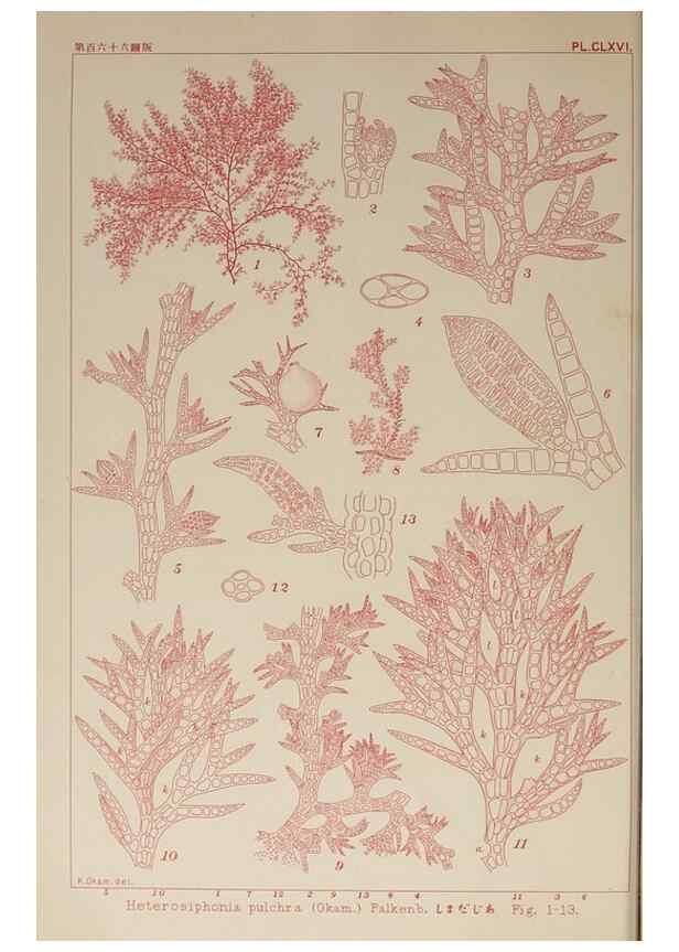Reproducción/Reproduction 9935894463: Icones of Japanese algae.. Tokyo,Kazamashobo[1907-1942]
