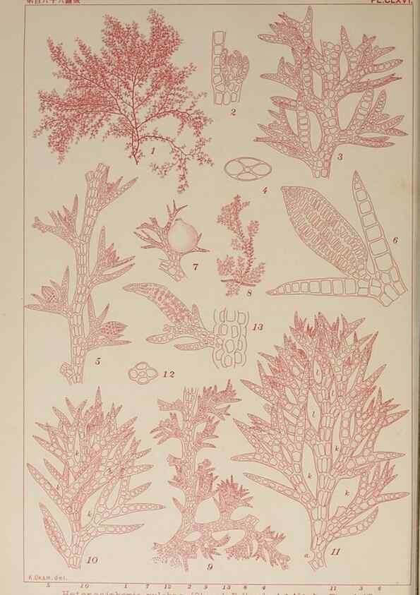 Reproducción/Reproduction 9935894463: Icones of Japanese algae.. Tokyo,Kazamashobo[1907-1942]
