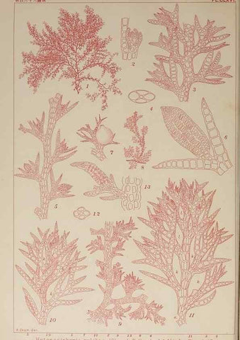 Reproducción/Reproduction 9935894463: Icones of Japanese algae.. Tokyo,Kazamashobo[1907-1942]