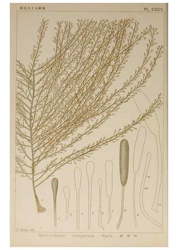 Reproducción/Reproduction 9935921966: Icones of Japanese algae.. Tokyo,Kazamashobo[1907-1942]
