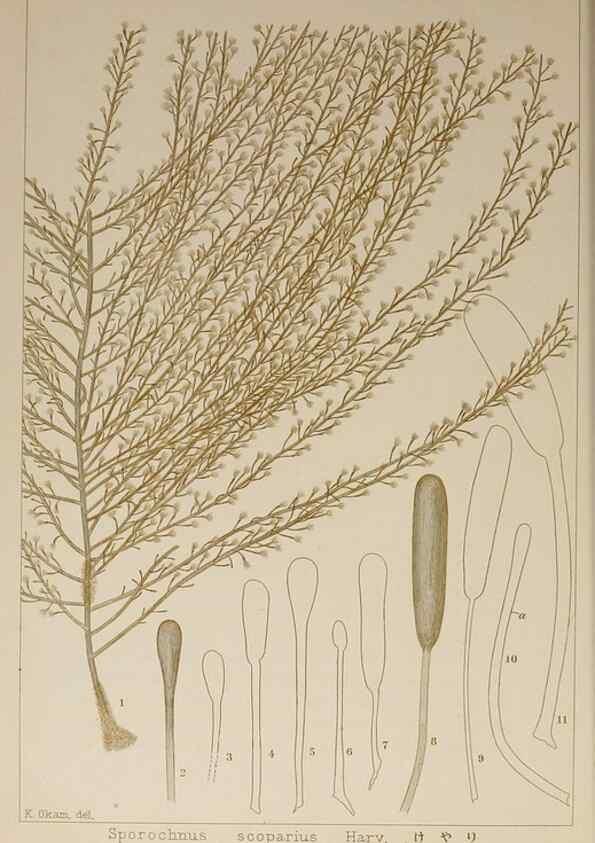 Reproducción/Reproduction 9935921966: Icones of Japanese algae.. Tokyo,Kazamashobo[1907-1942]