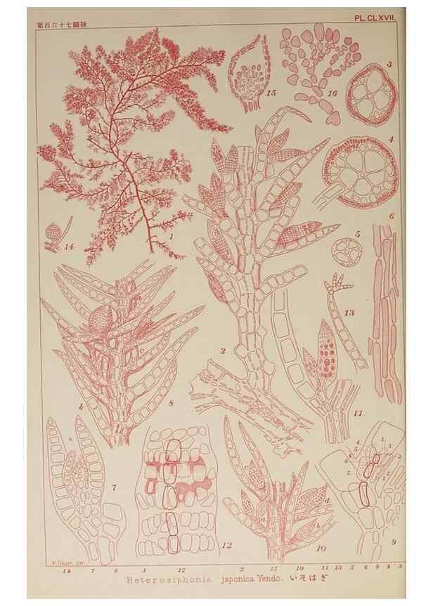 Reproducción/Reproduction 9935901053: Icones of Japanese algae.. Tokyo,Kazamashobo[1907-1942]