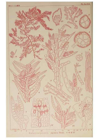 Reproducción/Reproduction 9935901053: Icones of Japanese algae.. Tokyo,Kazamashobo[1907-1942]