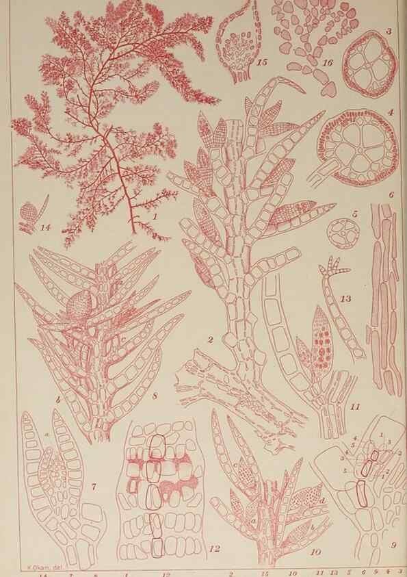 Reproducción/Reproduction 9935901053: Icones of Japanese algae.. Tokyo,Kazamashobo[1907-1942]