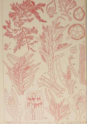 Reproducción/Reproduction 9935901053: Icones of Japanese algae.. Tokyo,Kazamashobo[1907-1942]
