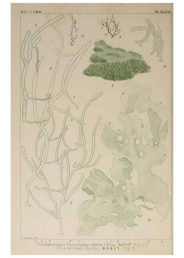 Reproducción/Reproduction 9935790996: Icones of Japanese algae.. Tokyo,Kazamashobo[1907-1942]