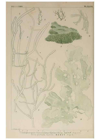 Reproducción/Reproduction 9935790996: Icones of Japanese algae.. Tokyo,Kazamashobo[1907-1942]