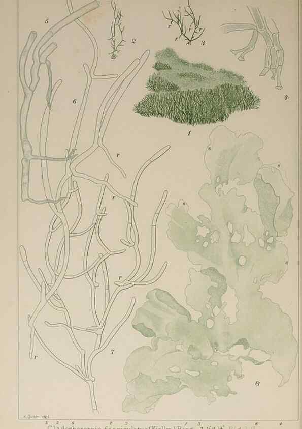 Reproducción/Reproduction 9935790996: Icones of Japanese algae.. Tokyo,Kazamashobo[1907-1942]