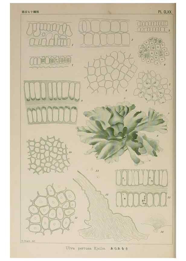 Reproducción/Reproduction 9935913613: Icones of Japanese algae.. Tokyo,Kazamashobo[1907-1942]