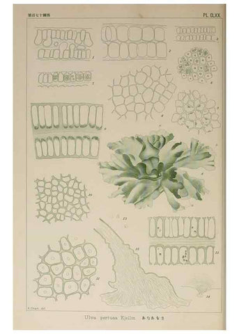 Reproducción/Reproduction 9935913613: Icones of Japanese algae.. Tokyo,Kazamashobo[1907-1942]