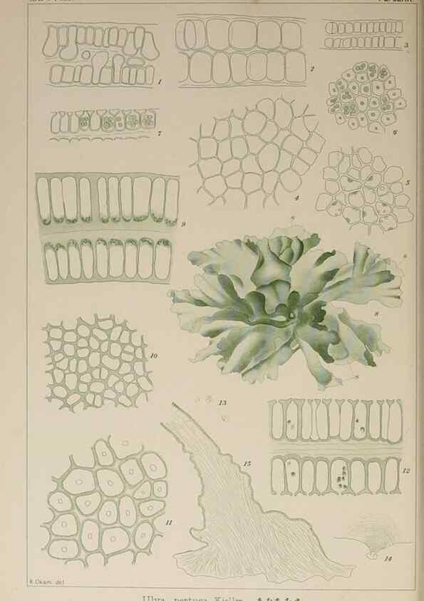 Reproducción/Reproduction 9935913613: Icones of Japanese algae.. Tokyo,Kazamashobo[1907-1942]