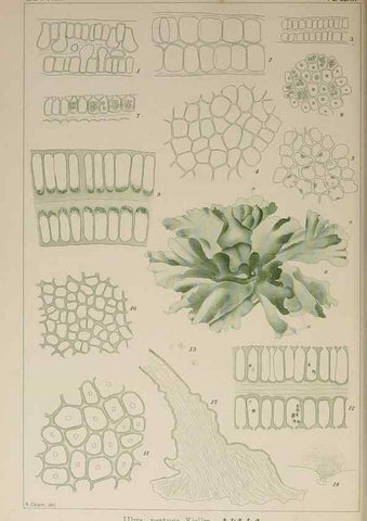 Reproducción/Reproduction 9935913613: Icones of Japanese algae.. Tokyo,Kazamashobo[1907-1942]