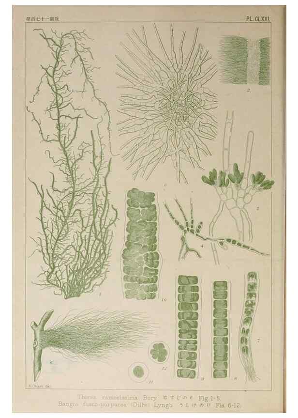 Reproducción/Reproduction 9935919193: Icones of Japanese algae.. Tokyo,Kazamashobo[1907-1942]