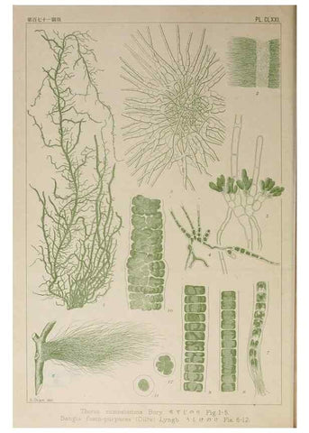 Reproducción/Reproduction 9935919193: Icones of Japanese algae.. Tokyo,Kazamashobo[1907-1942]