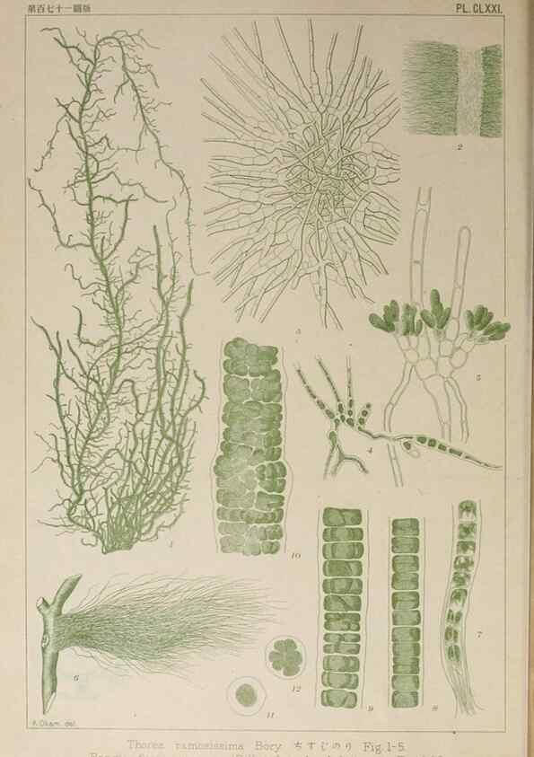 Reproducción/Reproduction 9935919193: Icones of Japanese algae.. Tokyo,Kazamashobo[1907-1942]