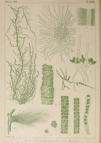 Reproducción/Reproduction 9935919193: Icones of Japanese algae.. Tokyo,Kazamashobo[1907-1942]