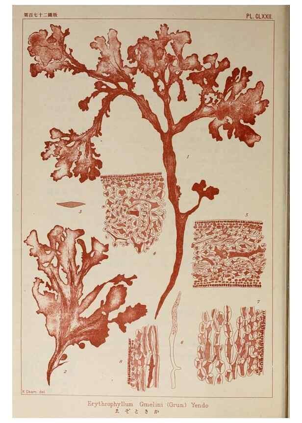 Reproducción/Reproduction 9935793515: Icones of Japanese algae.. Tokyo,Kazamashobo[1907-1942]