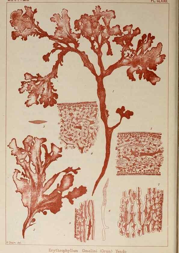 Reproducción/Reproduction 9935793515: Icones of Japanese algae.. Tokyo,Kazamashobo[1907-1942]
