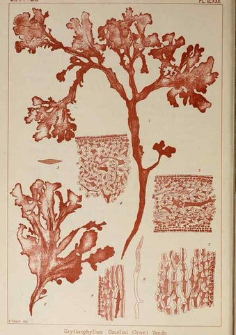 Reproducción/Reproduction 9935793515: Icones of Japanese algae.. Tokyo,Kazamashobo[1907-1942]
