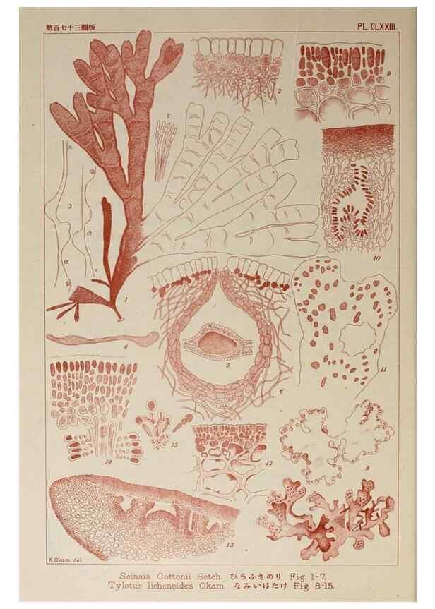 Reproducción/Reproduction 9935798935: Icones of Japanese algae.. Tokyo,Kazamashobo[1907-1942]