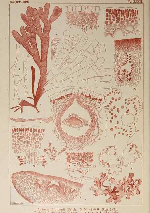 Reproducción/Reproduction 9935798935: Icones of Japanese algae.. Tokyo,Kazamashobo[1907-1942]