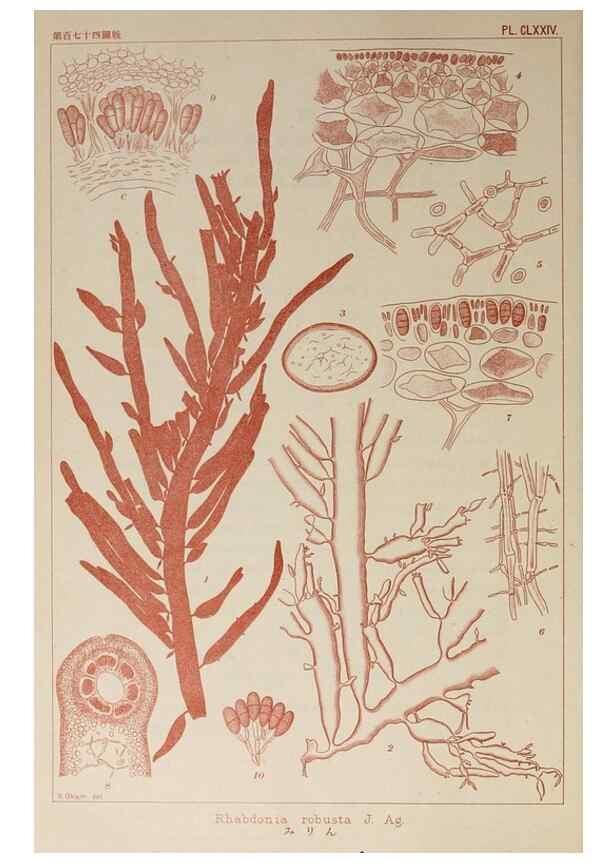 Reproducción/Reproduction 9935804175: Icones of Japanese algae.. Tokyo,Kazamashobo[1907-1942]