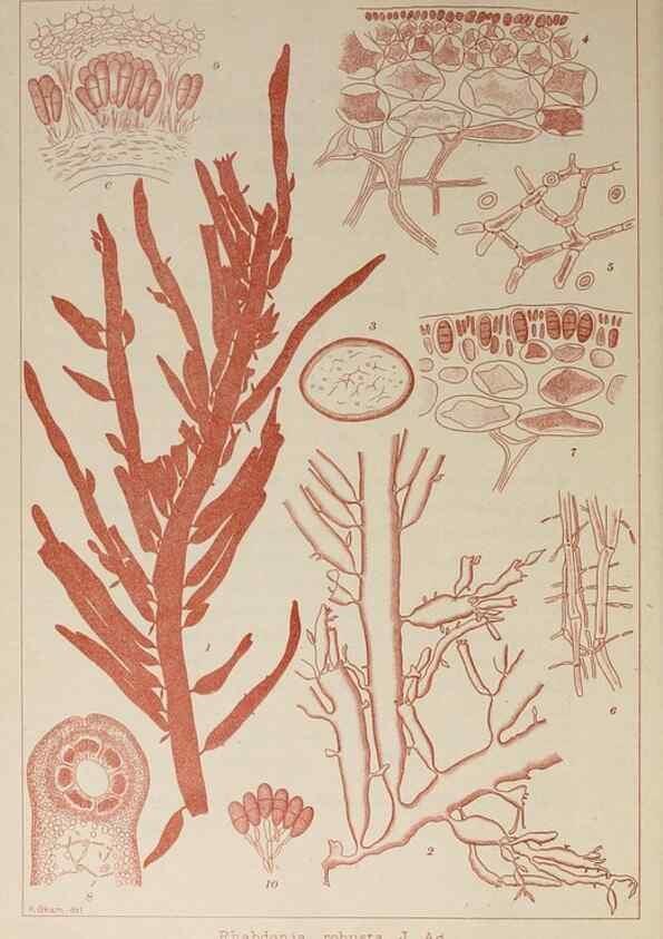 Reproducción/Reproduction 9935804175: Icones of Japanese algae.. Tokyo,Kazamashobo[1907-1942]