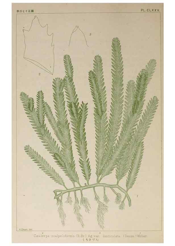 Reproducción/Reproduction 9935820516: Icones of Japanese algae.. Tokyo,Kazamashobo[1907-1942]