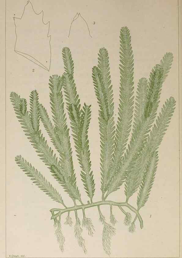Reproducción/Reproduction 9935820516: Icones of Japanese algae.. Tokyo,Kazamashobo[1907-1942]