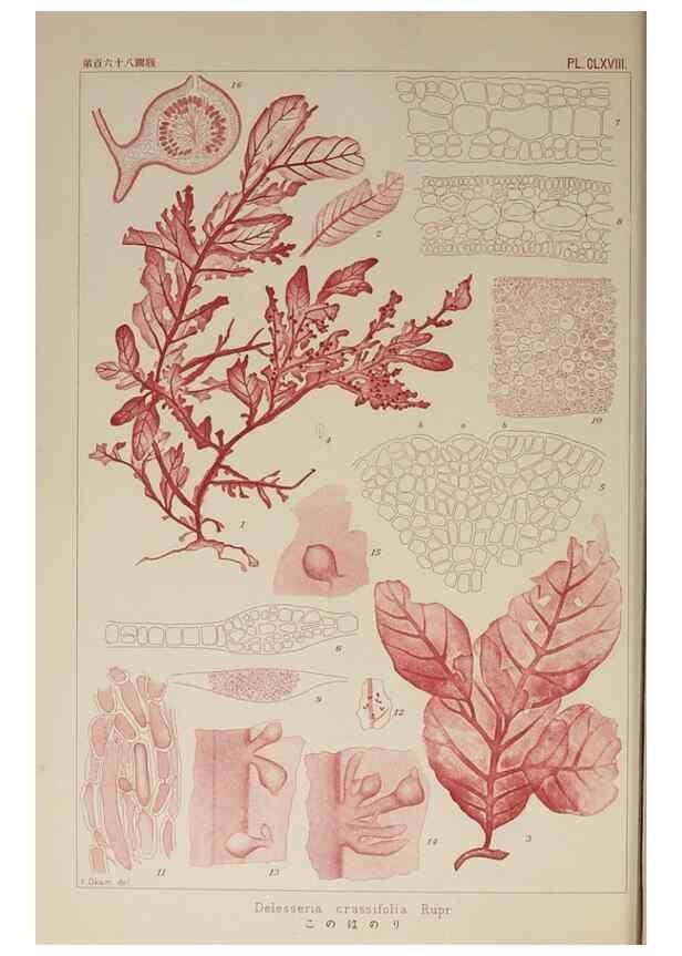 Reproducción/Reproduction 9935774345: Icones of Japanese algae.. Tokyo,Kazamashobo[1907-1942]