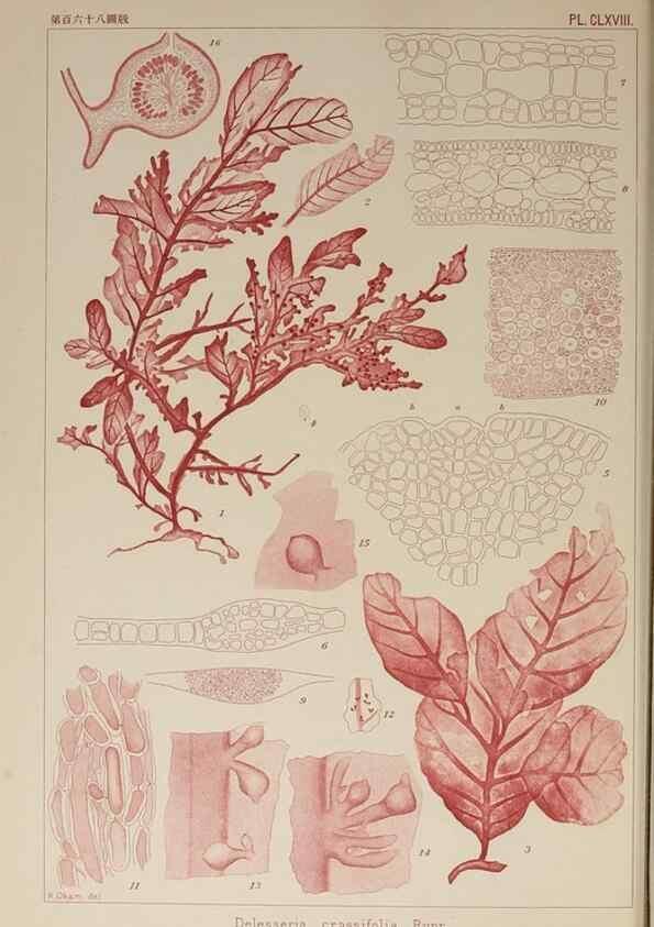Reproducción/Reproduction 9935774345: Icones of Japanese algae.. Tokyo,Kazamashobo[1907-1942]