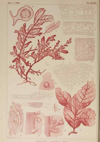 Reproducción/Reproduction 9935774345: Icones of Japanese algae.. Tokyo,Kazamashobo[1907-1942]