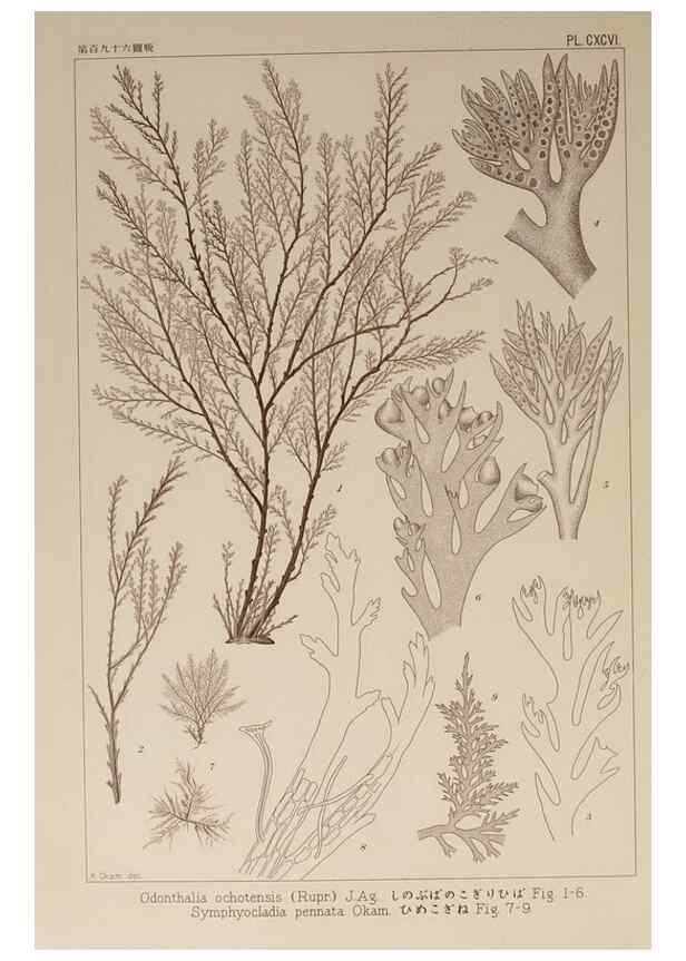 Reproducción/Reproduction 9935917365: Icones of Japanese algae.. Tokyo,Kazamashobo[1907-1942]